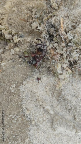 Beetle Struggling to Flip Over on Sandy Ground
