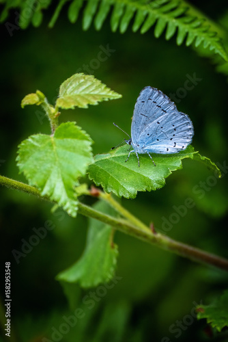 Holly blue butterfly on a leaf 