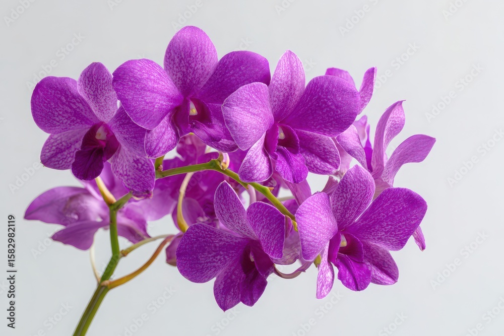 purple orchid on white background purple orchid on white background