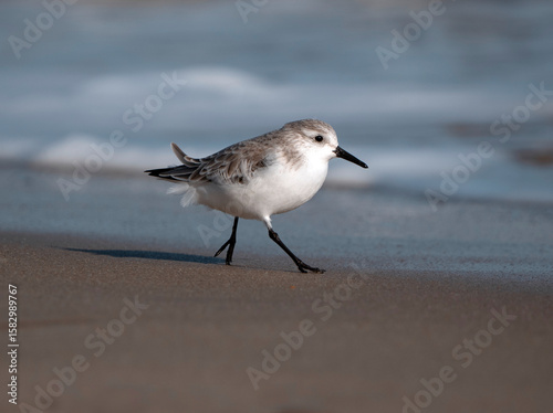 Sanderling running along the shore