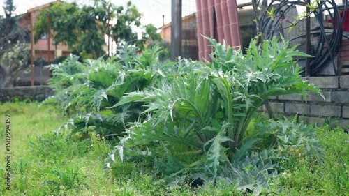 Homegrown artichokes on countryside backyard, vibrant artichokes bushes growing in fertile dark soil, cultivation of natural healthy product with antioxidant properties, vitamins and minerals benefits