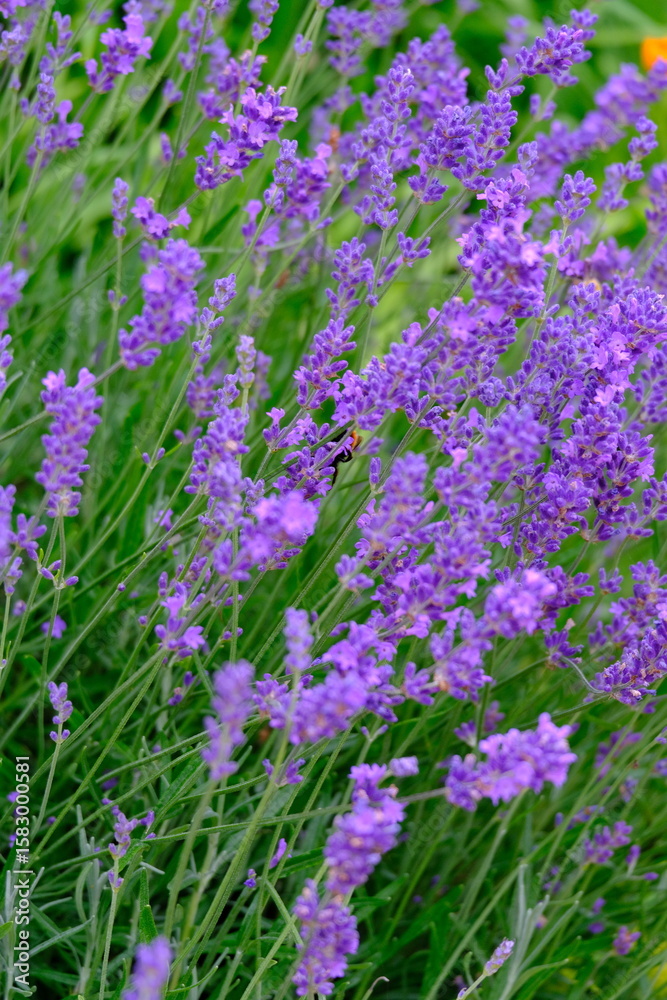 Naklejka premium A mesmerizing lavender field displays its vibrant purple blooms, creating a serene and fragrant atmosphere. Perfect for nature and floral themed projects.