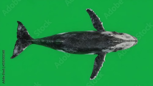 Humpback Whale Aerial View: Majestic humpback whale viewed from above, showcasing its unique markings and powerful physique against a vibrant green backdrop.