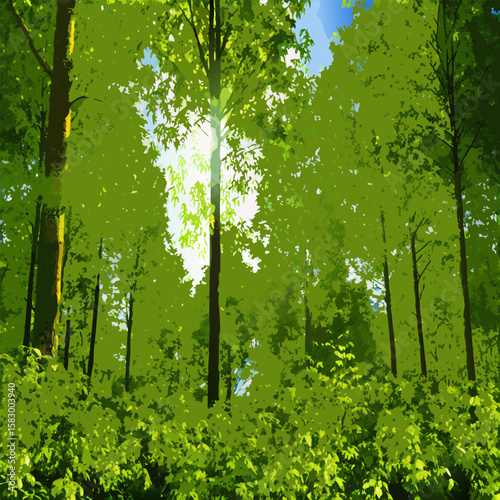forest in the morning