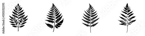 Different varieties of black fern silhouettes displayed in a unique arrangement for botanical design