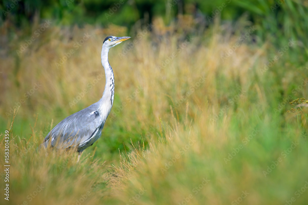 Naklejka premium Grey Heron (Ardea cinerea) standing in a meadow, searching for food, Netherlands.