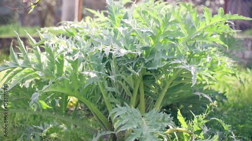 Cultivation of artichokes in dark rich soil on rustic countryside field, lush green leaves of growing mediterranean vegetable in sunshine, artichokes being a source of vitamins and minerals, vegetable