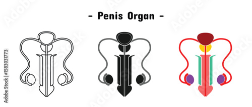 penis organ set design. human body anatomy. reproductive organs.