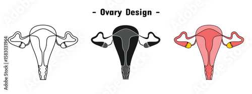 Ovary organ set design. Human vaginal anatomy. Editable vector eps 10.