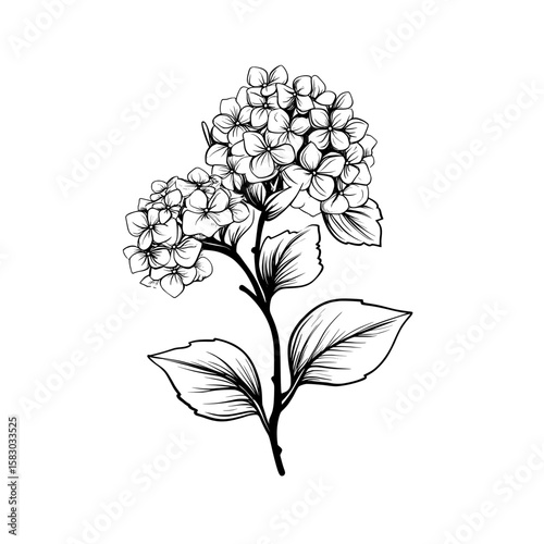 Isolated on a white background, a continuous line art drawing of a Hydrangea branch with leaves creates a beautiful floral bouquet, exemplifying a simple yet modern illustration style