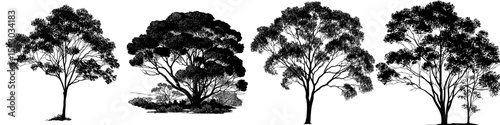 This image depicts the silhouette of a eucalyptus tree, showcasing its intricate foliage and branches in a modern clipart style