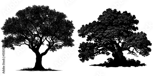 A modern clipart illustration, this image features a black silhouette of an elm tree with detailed branches and foliage, capturing its characteristic tree shape and form