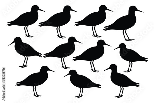 Silhouette Illustration A Group of Black Shorebirds with Long Beaks Standing on a White Background