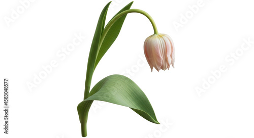 Photography Isolated Wilted Tulip