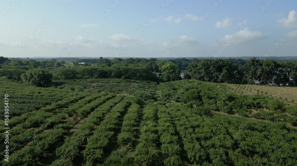 lush green farmland rows with scattered trees under a partly cloudy blue sky in the countryside lush green farmland rows with scattered trees under a partly cloudy blue sky in the countryside