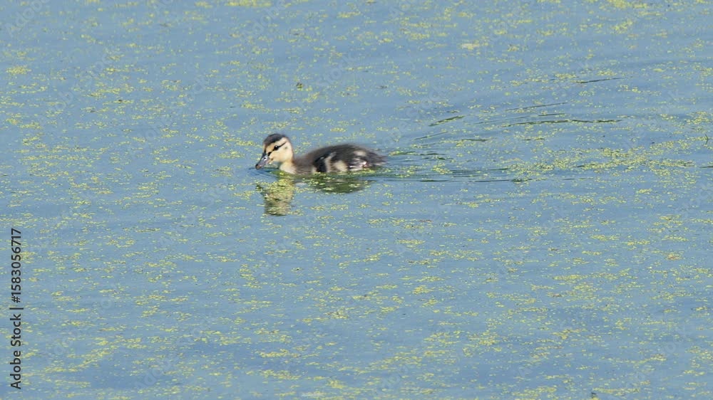 Lone fuzzy Mallard duckling swims in wetland marsh eating algae Lone fuzzy Mallard duckling swims in wetland marsh eating algae