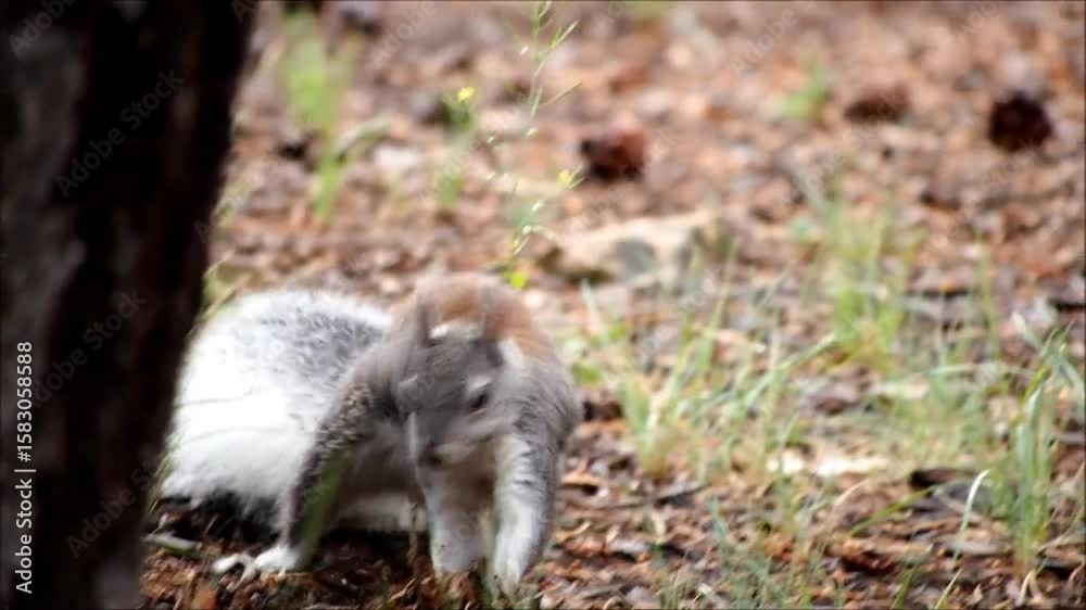 Animal Video Collection, Cute Pets, Wild Creatures, and Natural Wildlife Moments in Motion
Animal Video Collection, Cute Pets, Wild Creatures, and Natural Wildlife Moments in Motion