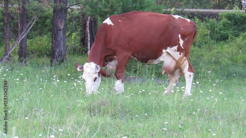 Animal Video Collection, Cute Pets, Wild Creatures, and Natural Wildlife Moments in Motion
