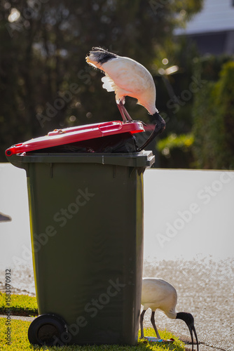 Australian white Ibis scavenging in Bin