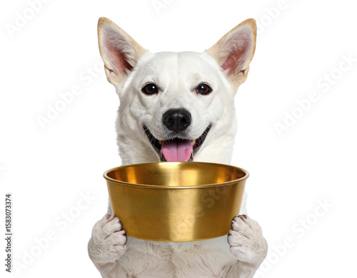 A white dog holds a golden bowl with its front paws, looking happy with its tongue out and ears perked up.
