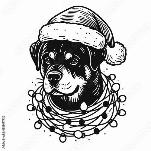 Adult Rottweiler Dog wear santa hat wrapping around with Christmas lights. Holiday Clipart Line Art Vector Illustration Xmas. .