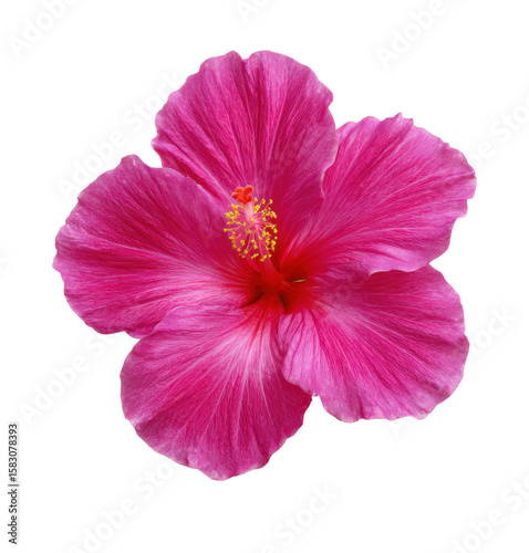 Beautiful pink hibiscus flower with detailed petals and prominent stamen on a black background