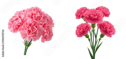 Two bouquets of pink carnations are isolated on a transparent background