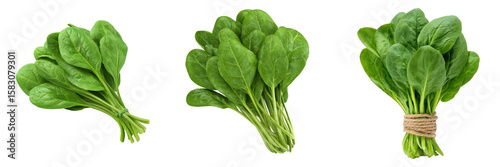 Three bunches of vibrant green spinach leaves are arranged, tied with natural twine, set against a transparent background.