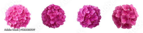 Four pink hydrangea flower heads arranged in a row against a black background