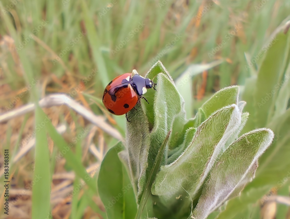 Fototapeta premium Close up beautiful sunlight image summer sunny photo of a red lady bug outside on wild leaf flower insects in nature hd ultra high 8k resolution quality 