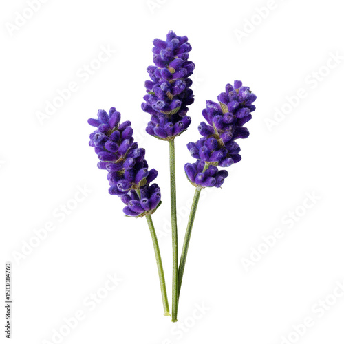 Three stems of fragrant purple lavender flowers arranged on a black background.