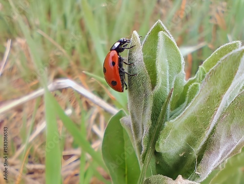 Close up beautiful sunlight image summer sunny photo of a red lady bug outside  on wild leaf flower insects in nature hd ultra high 8k resolution quality 