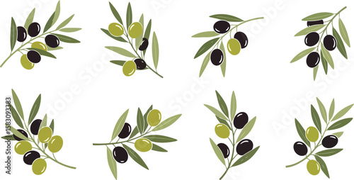 Olive Branches with Green and Black Olives Vector Set: Mediterranean Food, Organic Oil, Healthy Cuisine, Natural Ingredient Illustrations.