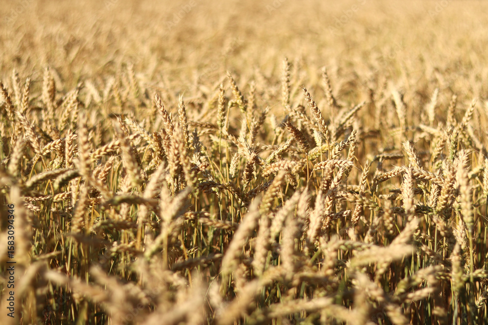 Fototapeta premium Wheat ears on the field close-up. Agriculture concept. Natural nature background. Golden wheat field. Golden wheat ears with selective focus. Harvest. Nature background and blurred bokeh. Agriculture
