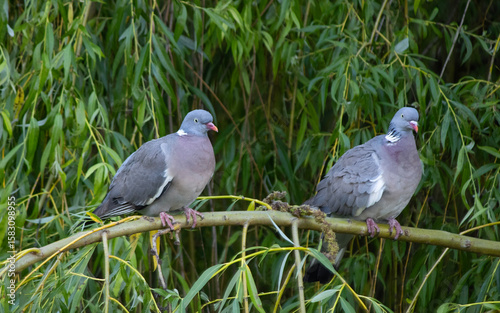 Two pigeons perched closely together on a tree branch, captured in a peaceful natural setting. 