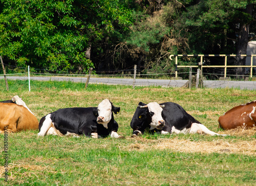 Cows resting peacefully on a lush green pasture under natural daylight. The scene reflects calm rural life, harmony with nature, and livestock welfare.