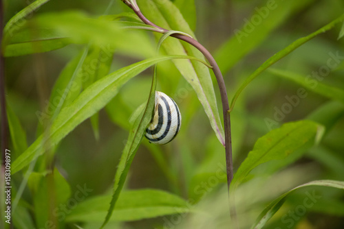 A close-up of Cepaea vindobonensis, a land snail species known for its colorful shell patterns. This detailed nature photograph showcases the snail in its natural habitat
