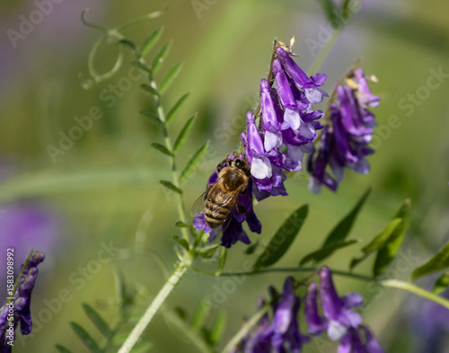 A honeybee collecting nectar from a vibrant purple flower, captured in sharp macro detail.