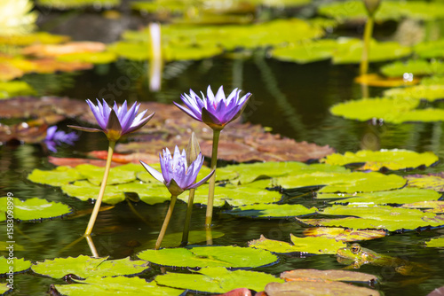 A blooming water lily floating on a still pond, surrounded by green lily pads. The delicate petals and mirror-like reflection create a serene, almost meditative atmosphere. 