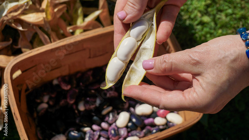 Shelling ripe harvested runner beans or Phaseolus coccineus by hands, into a basket outdoors in the garden. Evoking themes of agriculture, nature, and fresh organic produce.