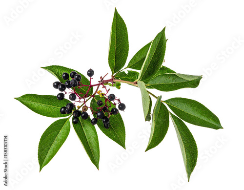 Close up serviceberry twig displaying ripe, dark berries nestling between vivid green foliage, isolated on transparent background, perfect for botanical design