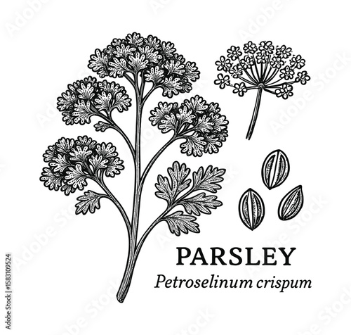 Detailed botanical engraving of parsley (Petroselinum crispum), showcasing leaves and seeds.