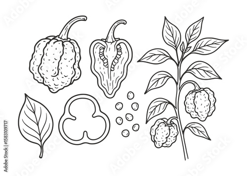 Botanical Illustration: Trinidad Scorpion Pepper Plant with Sections and Whole Chili