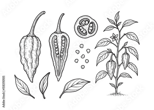 Detailed Hand-Drawn Illustration of a Ghost Pepper Plant and Fruit Morphology Study