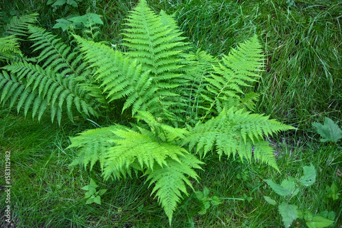 Fern plant in the forest.