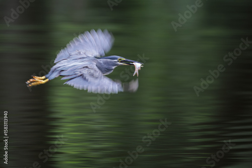 Striated Heron, Butorides striata, Green-backed heron, inflight over water pond in forest park, fish prey in bird mount, green habitat, beautiful reflection water wave, natural ripple