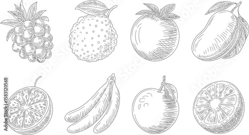 Hand drawn fruit assortment featuring grapes, mango, orange, and banana