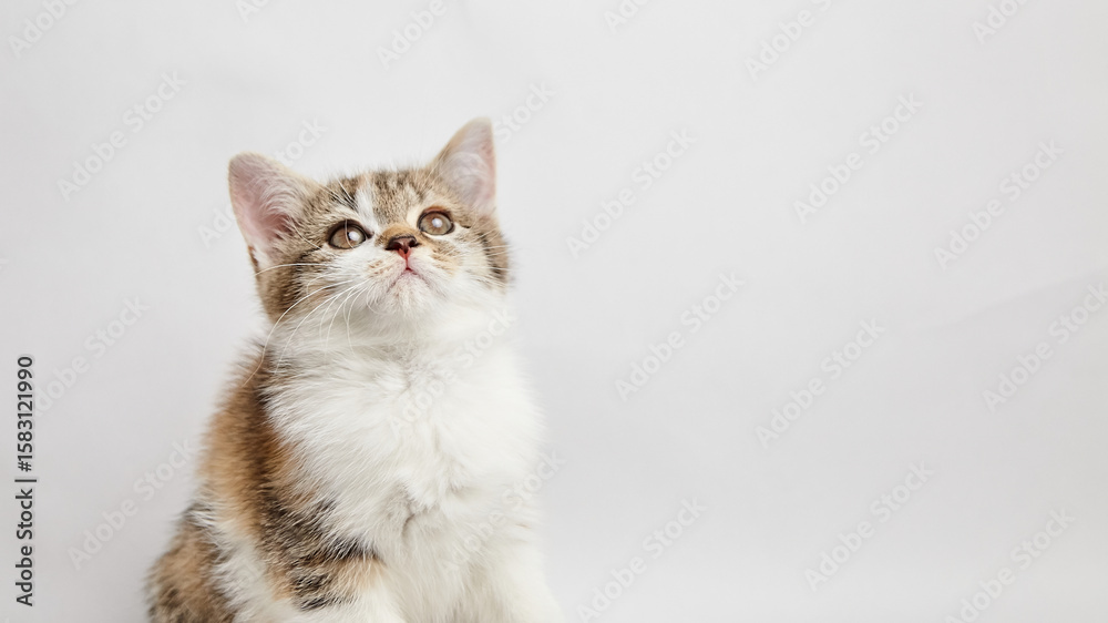 Obraz premium Adorable domestic kitten with fluffy fur and bright eyes gazes upward, showcasing its playful nature and curiosity against a soft white background, perfect for pet lovers