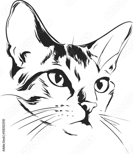 Black and white vector illustration of a cat's face with intense gaze