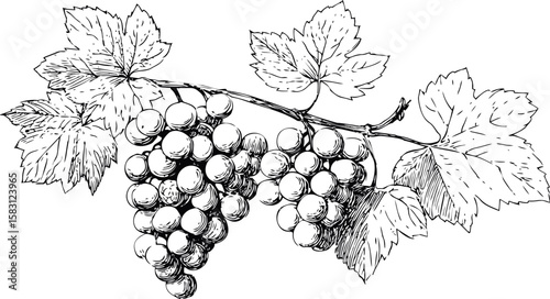 Detailed black and white sketch of a grape vine with leaves and clusters